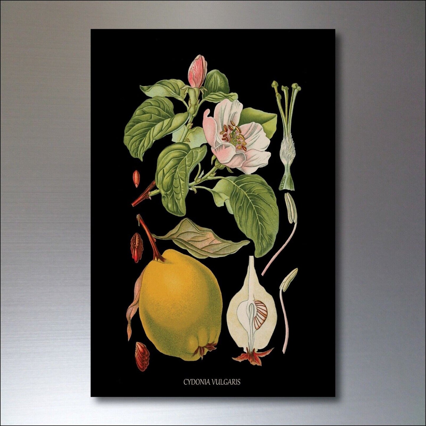 Set of 8 vintage Victorian botanical illustrations fridge magnets by Scientific, featuring detailed floral and plant designs.