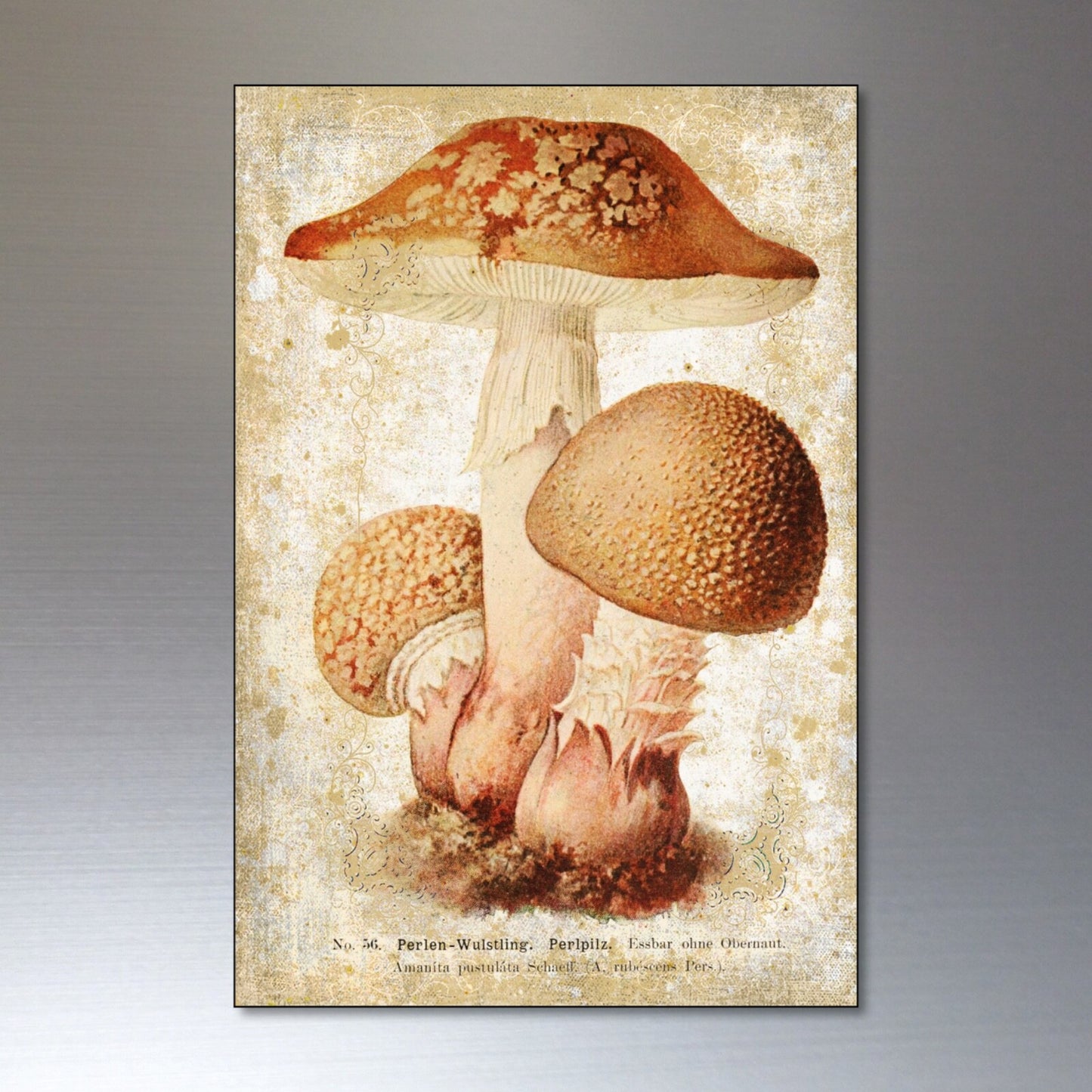 Set of 8 vintage Victorian mushroom illustration magnets featuring foraging and pagan-themed botanical artwork.