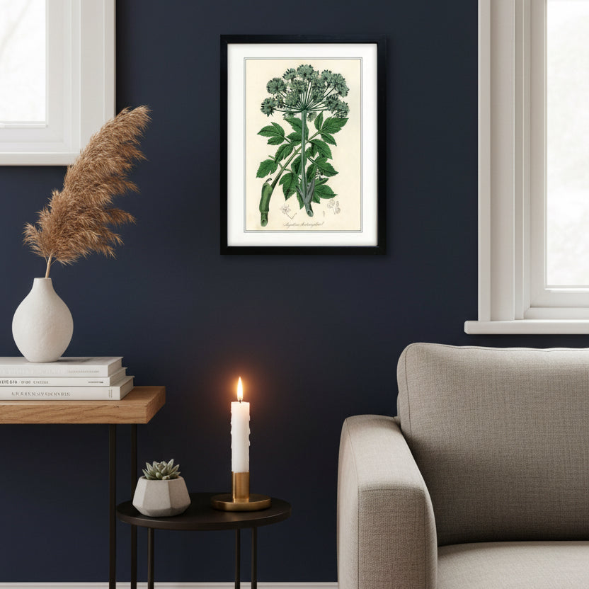 A framed botanical art print featuring a vintage-style illustration of Angelica retusa, with green leaves and a cluster of small flowers on an aged cream background, enclosed in a black frame with a white mat.