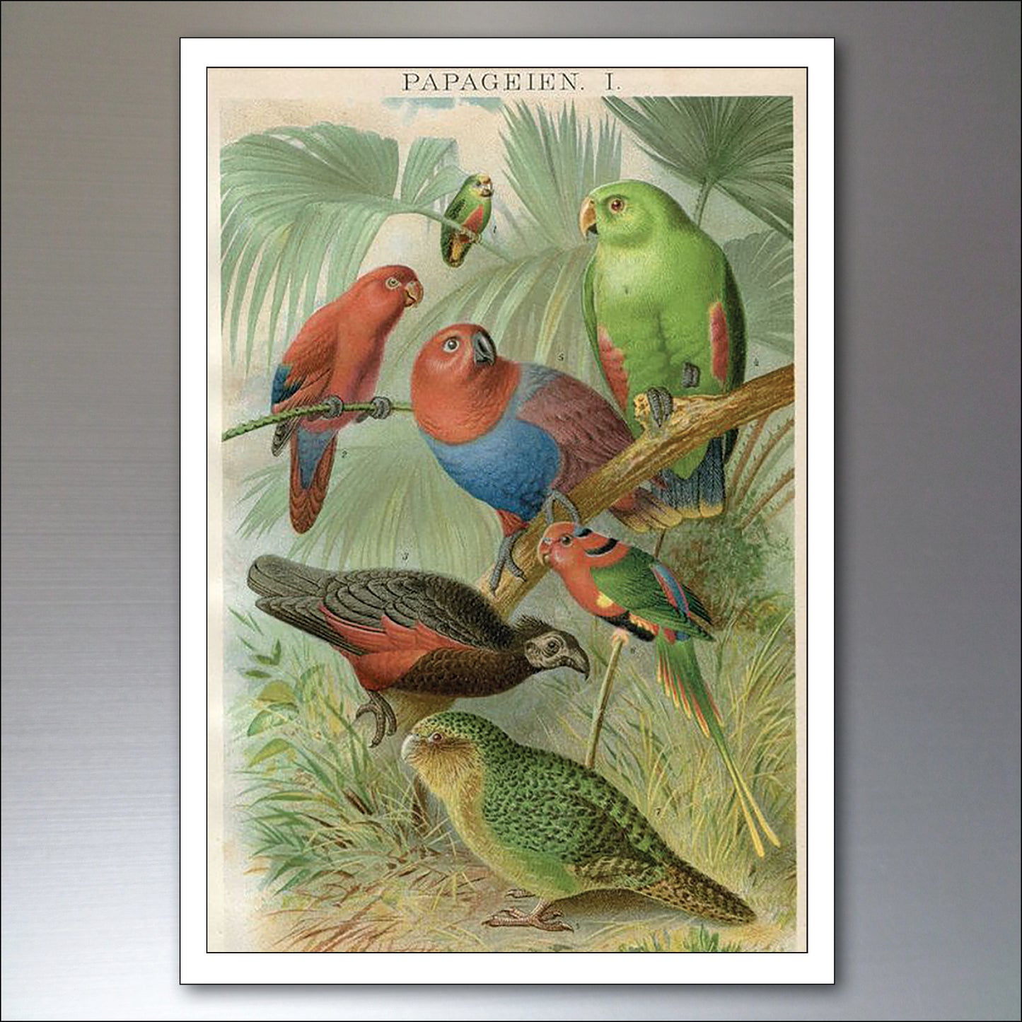 Parrot & Macaw Victorian Painted Fridge Magnets | Set of 8 | No.1