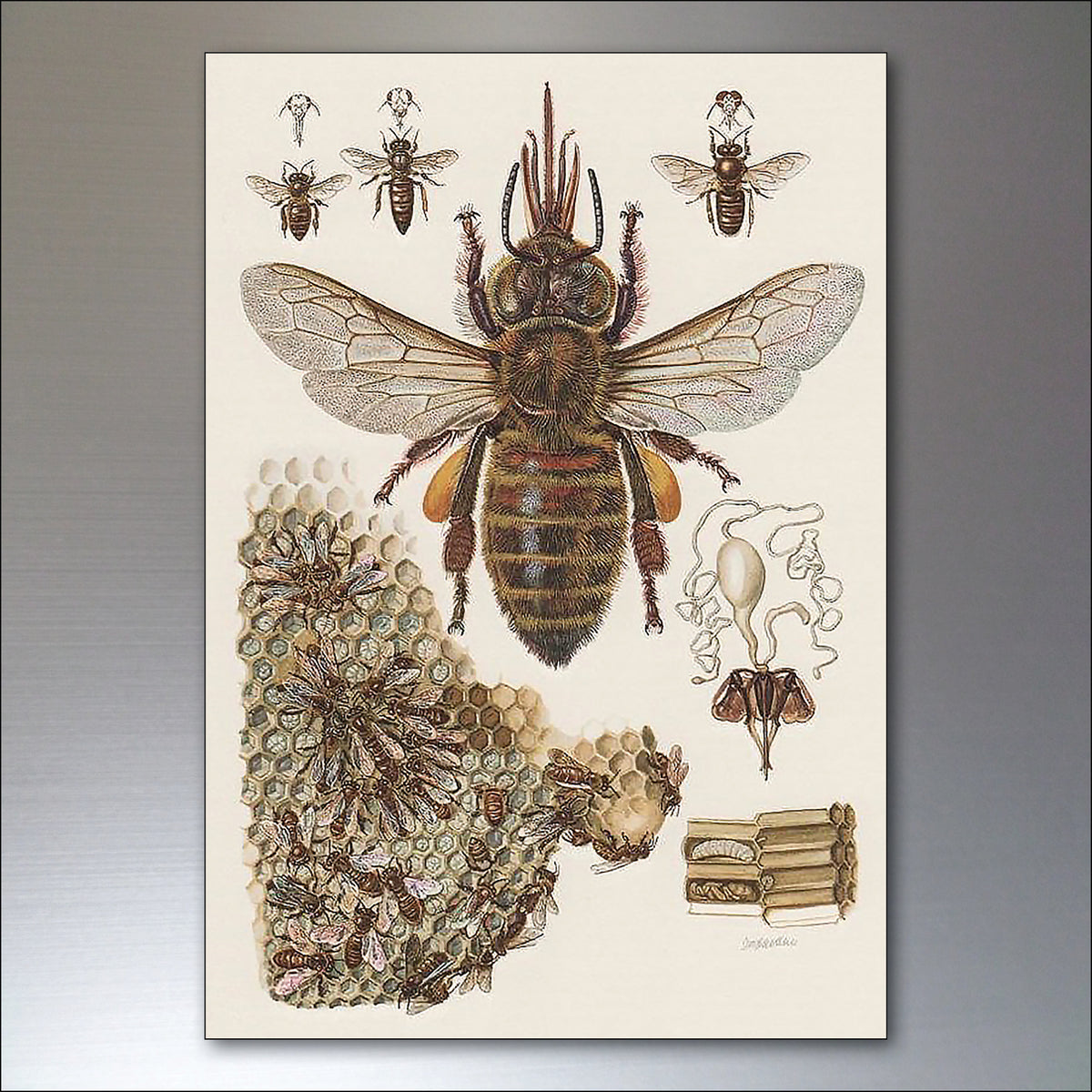 Victorian Birds, Bees, Bugs & Botanical Illustrations | Set of 8 Fridge Magnets