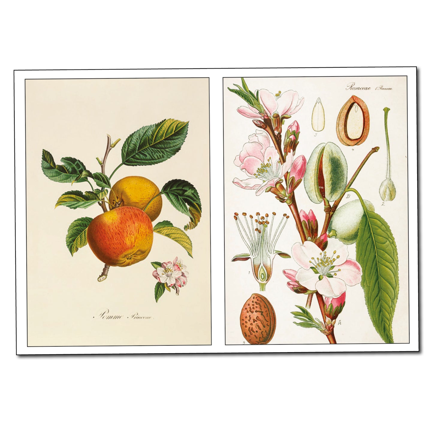 Victorian Botanical Illustrations | Self-Adhesive Gloss Sticker Sheets | Set of 4