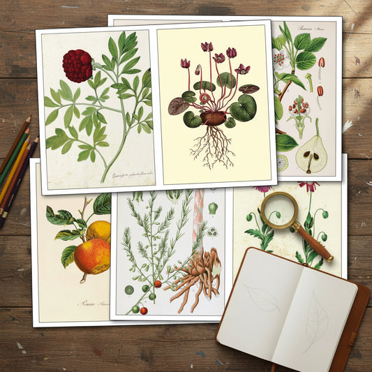 A set of botanical art prints featuring vintage illustrations of various plants, including a red flower, green foliage, a pear, an orange, and roots, arranged in a layered collage on a white background.