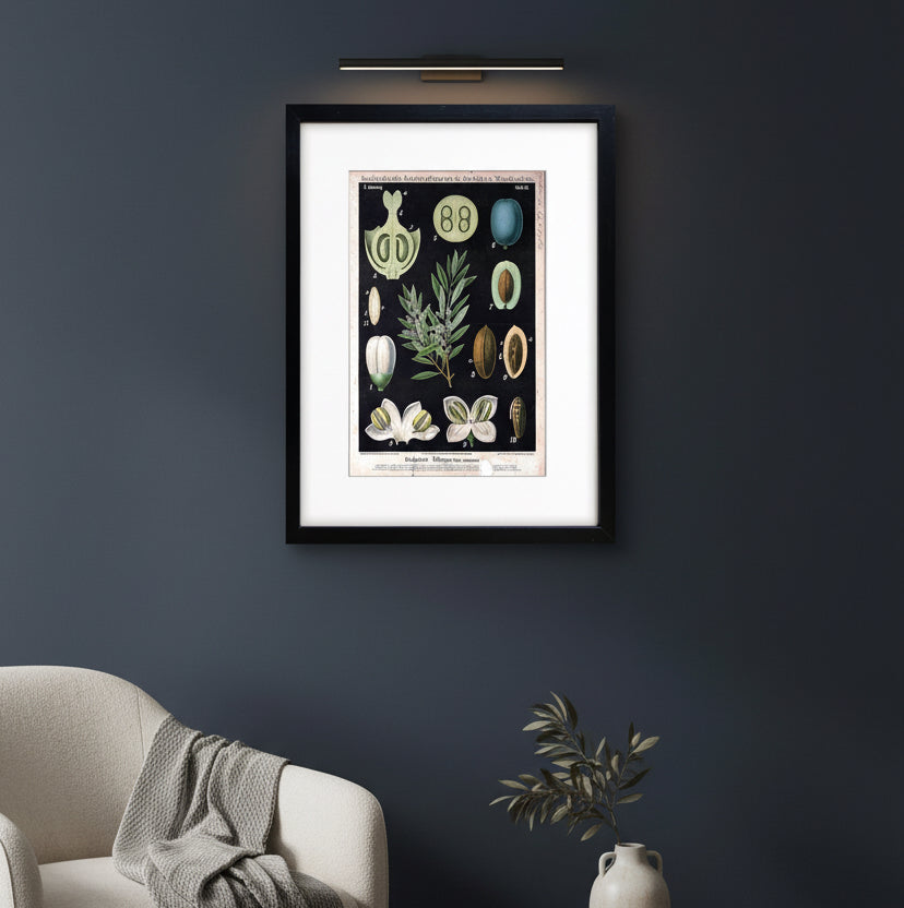 A framed botanical art print featuring vintage German scientific illustrations of plant anatomy, including seeds, flowers, and leaves on a dark background, presented in a black frame with a white mat.
