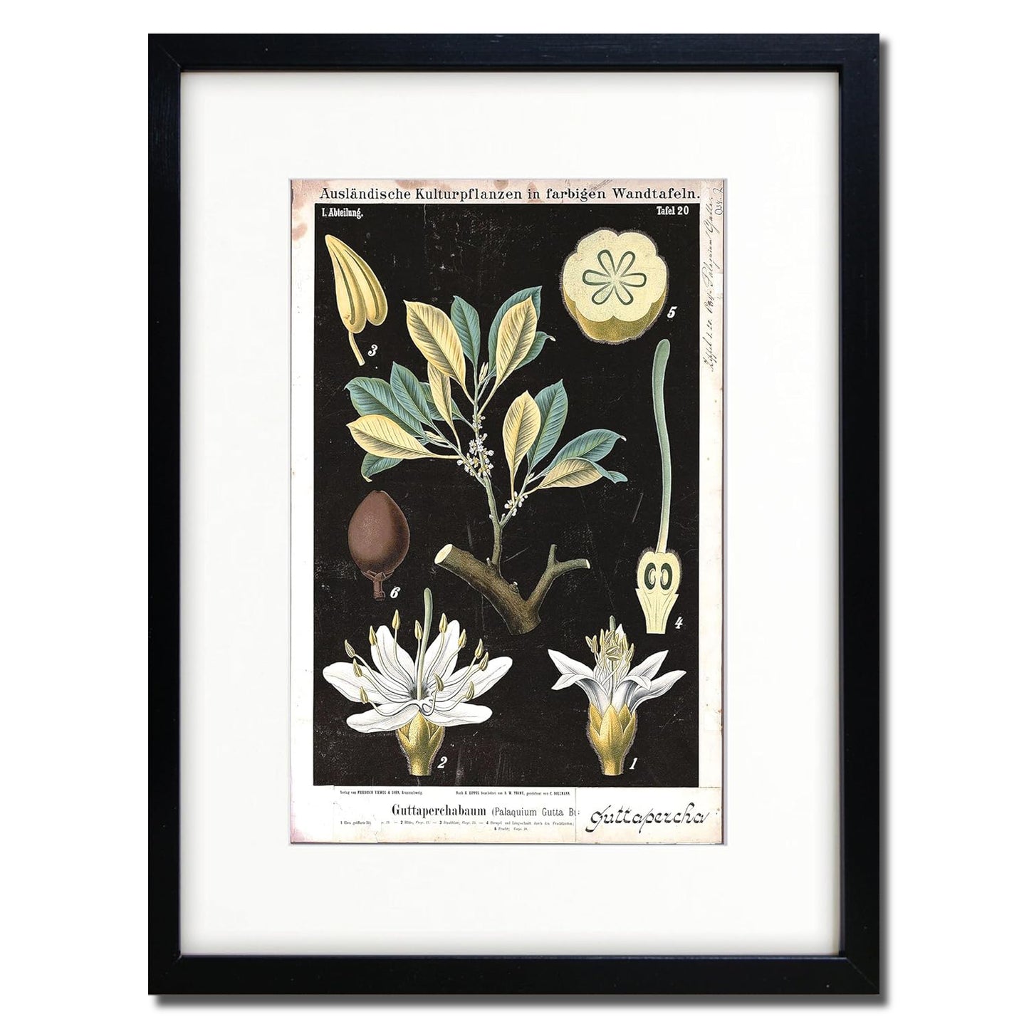 Vintage German Botanical Illustration A3 Print | Luxury Satin 285gsm | No.4