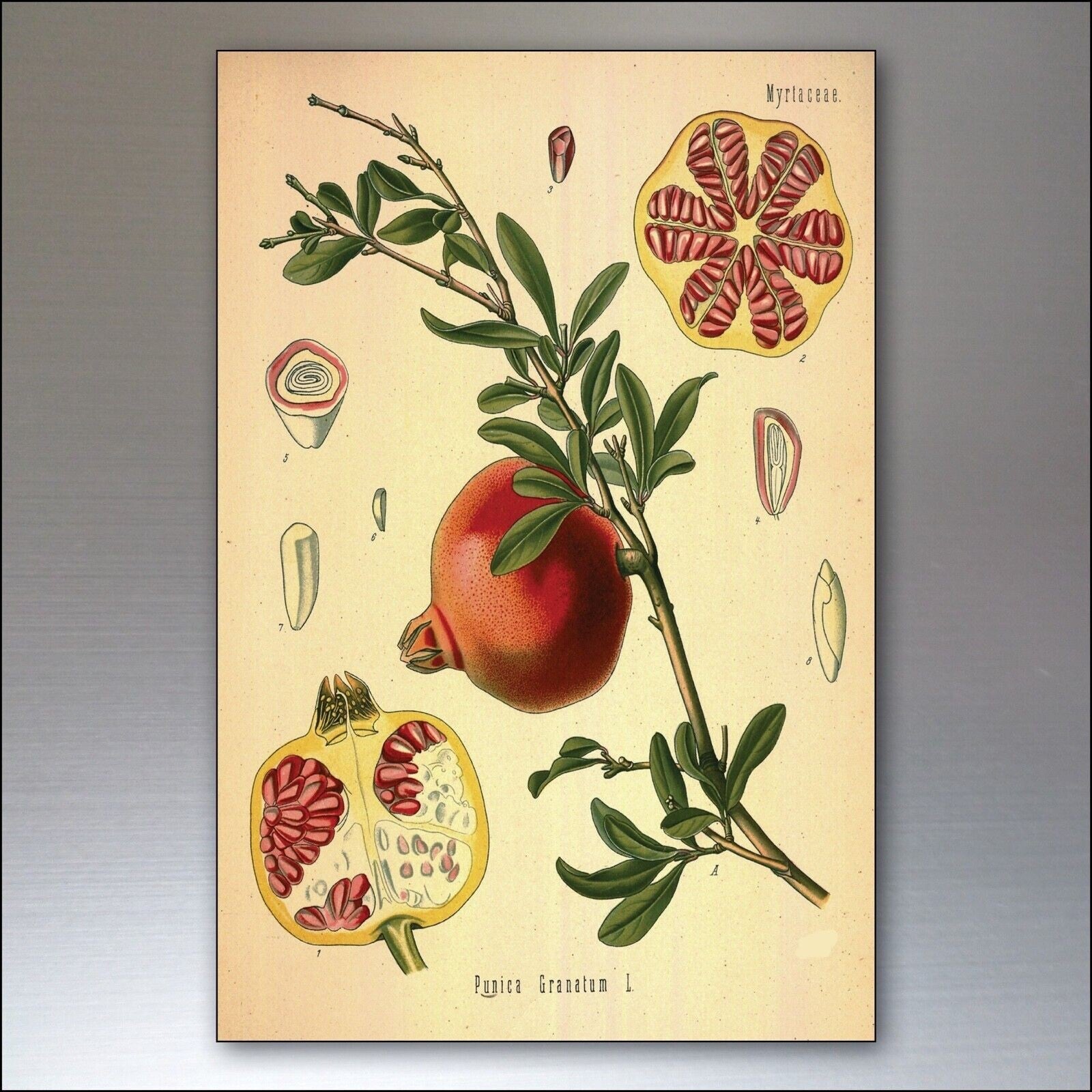 Set of 8 vintage Victorian botanical illustrations fridge magnets, featuring detailed flower and plant designs.