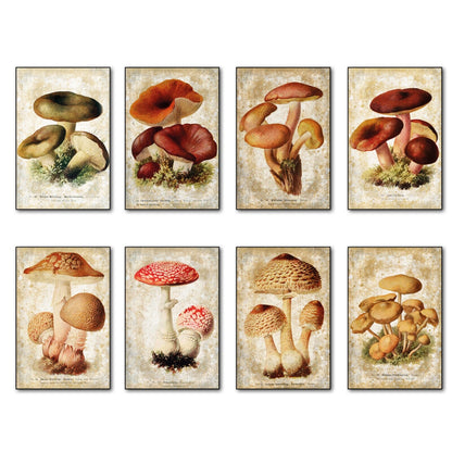 Set of 8 vintage Victorian mushroom illustration magnets for foraging and pagan decor, detailed botanical artwork for display.