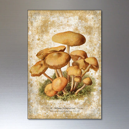 Set of 8 vintage Victorian mushroom illustrations magnets, detailed foraging and pagan-themed botanical decor.