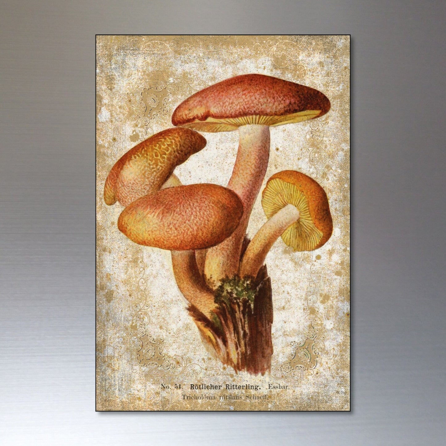 Set of 8 vintage Victorian mushroom illustrations foraging pagan magnets, featuring detailed botanical artwork on metal surfaces.