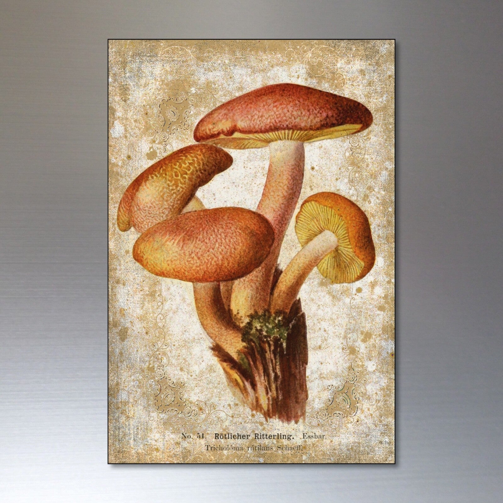 Set of 8 vintage Victorian mushroom illustrations foraging pagan magnets, featuring detailed botanical artwork on metal surfaces.