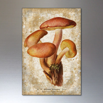 Set of 8 vintage Victorian mushroom illustrations foraging pagan magnets, featuring detailed botanical artwork on metal surfaces.