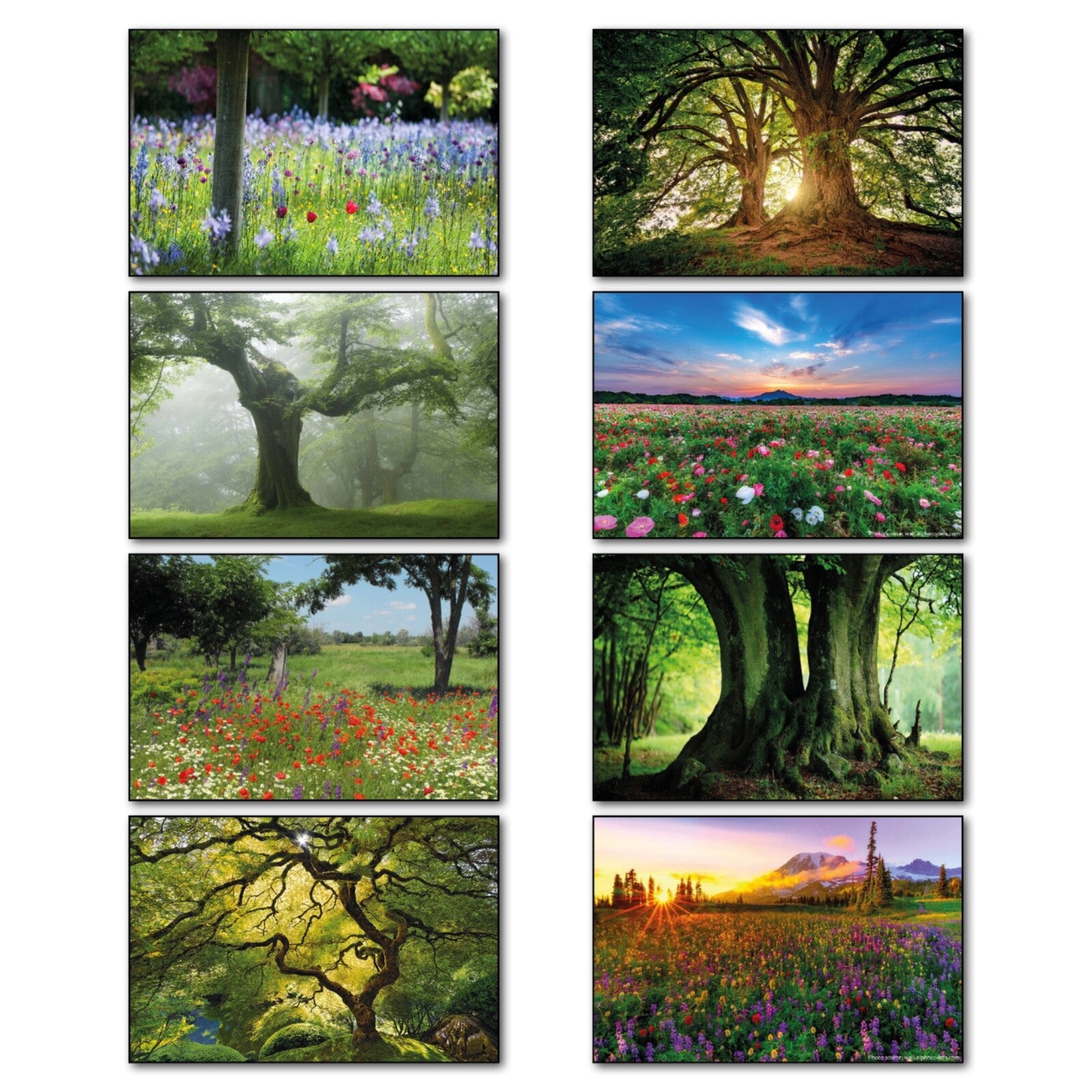 Set of 8 ancient woodland trees and meadows fridge magnets, decorative nature-themed magnets for refrigerator decor.