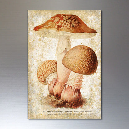 Set of 8 vintage Victorian mushroom illustration magnets featuring foraging and pagan-themed botanical artwork.