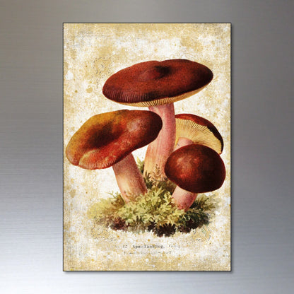 Set of 8 vintage Victorian mushroom illustration magnets for foraging and pagan themes, featuring detailed botanical artwork.