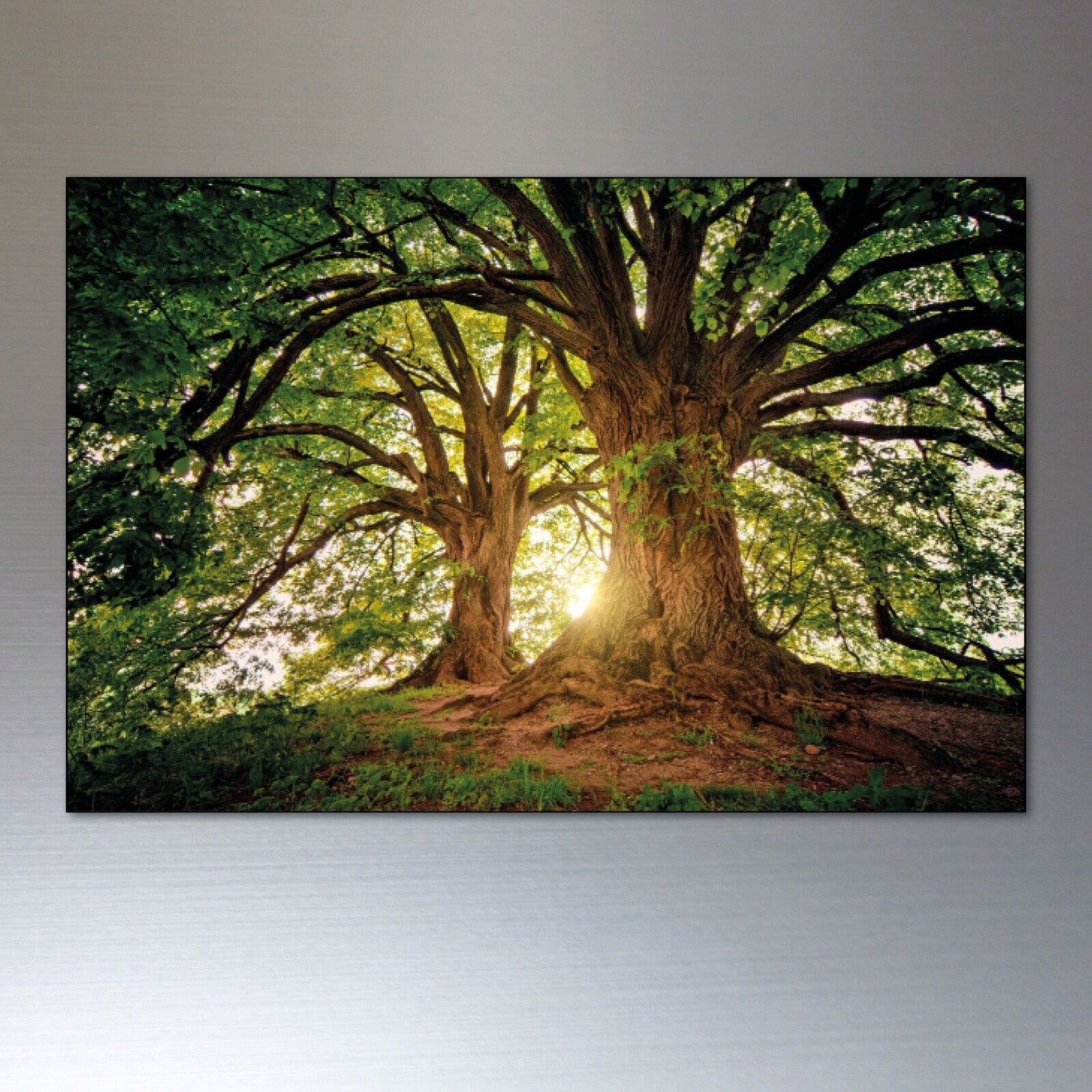 Set of 8 ancient woodland and meadow-themed decorative fridge magnets featuring detailed tree and nature designs.
