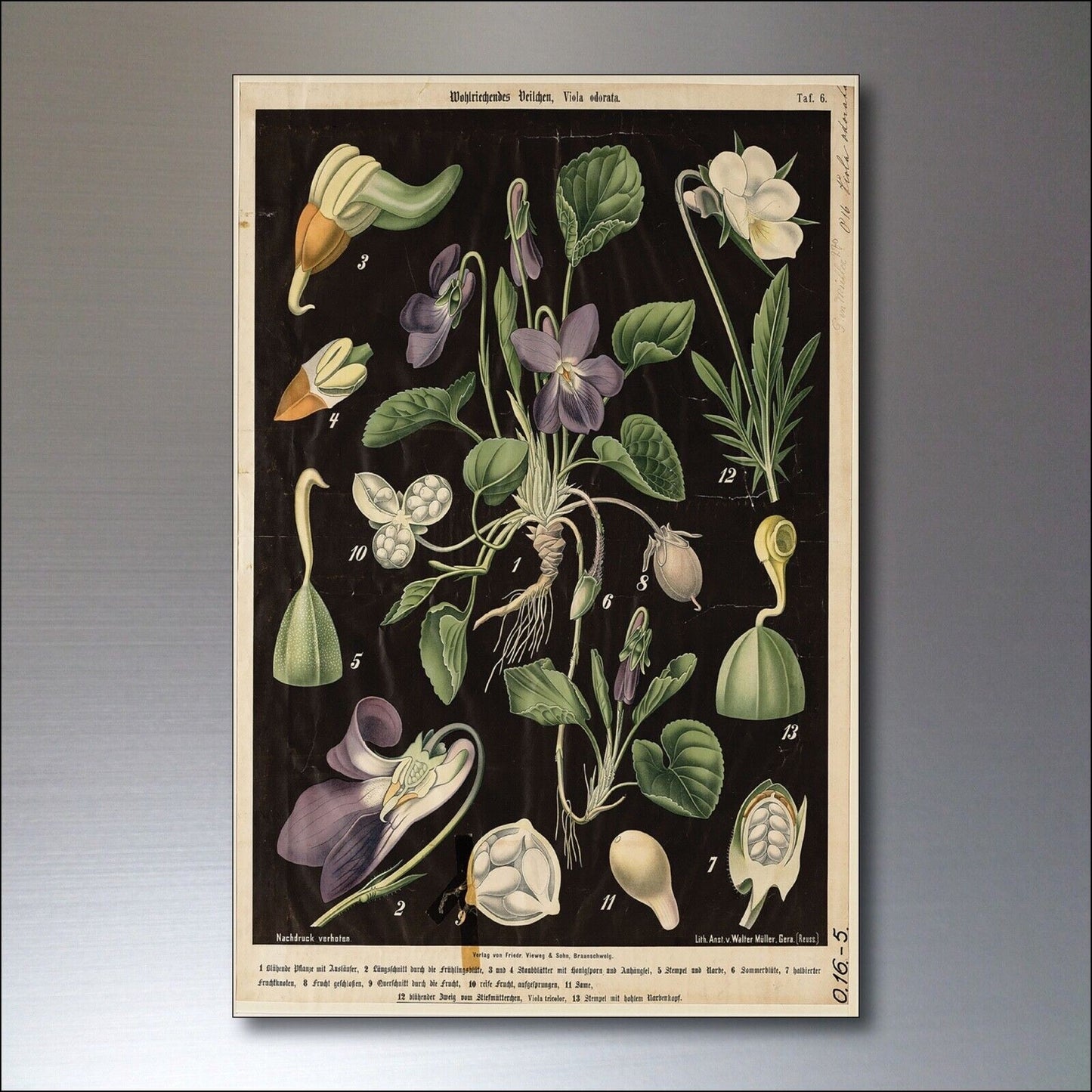 Set of 8 vintage Victorian botanical illustration fridge magnets by Scientific, featuring detailed floral and plant designs.