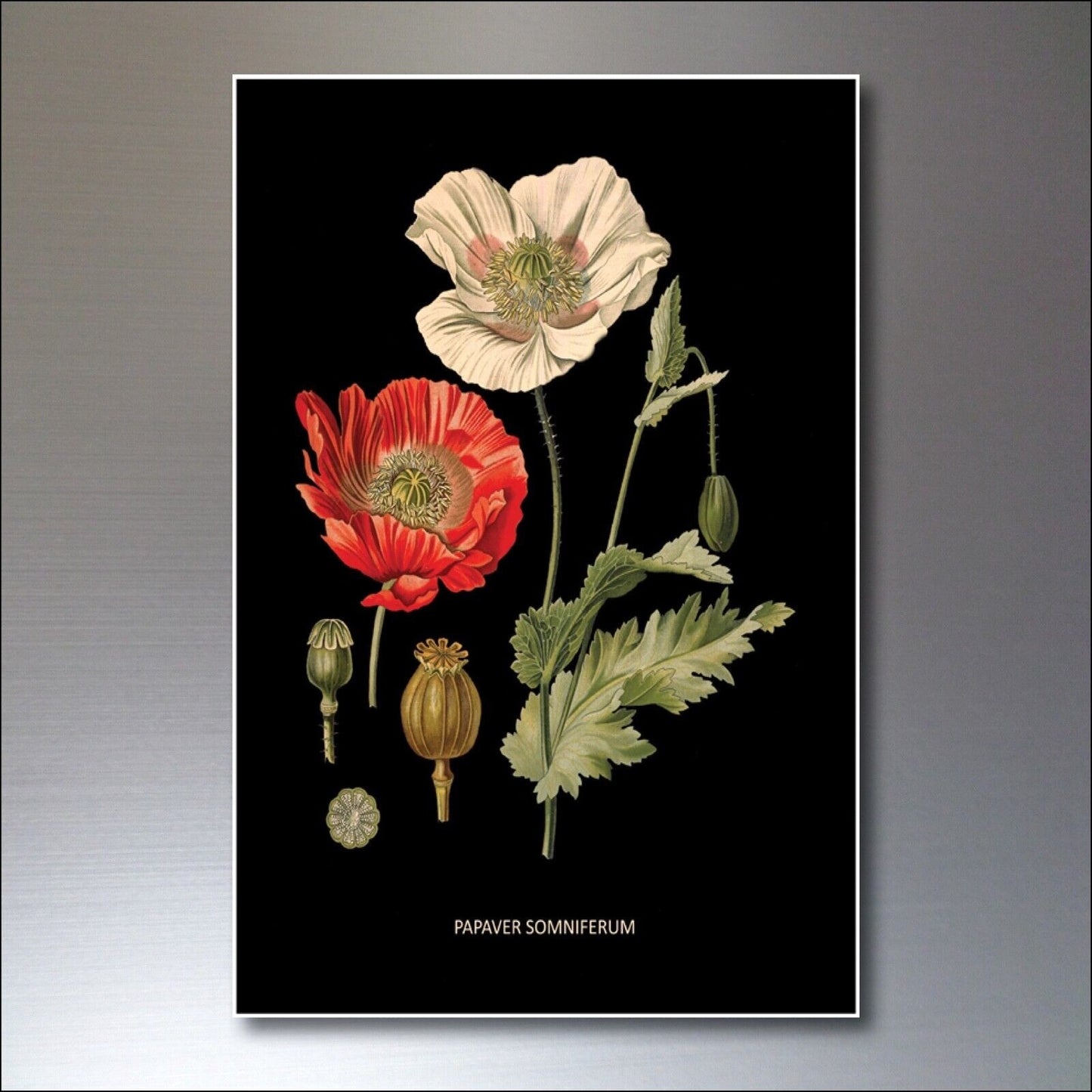Set of 8 vintage Victorian botanical illustration fridge magnets by Scientific, featuring detailed floral and plant designs.