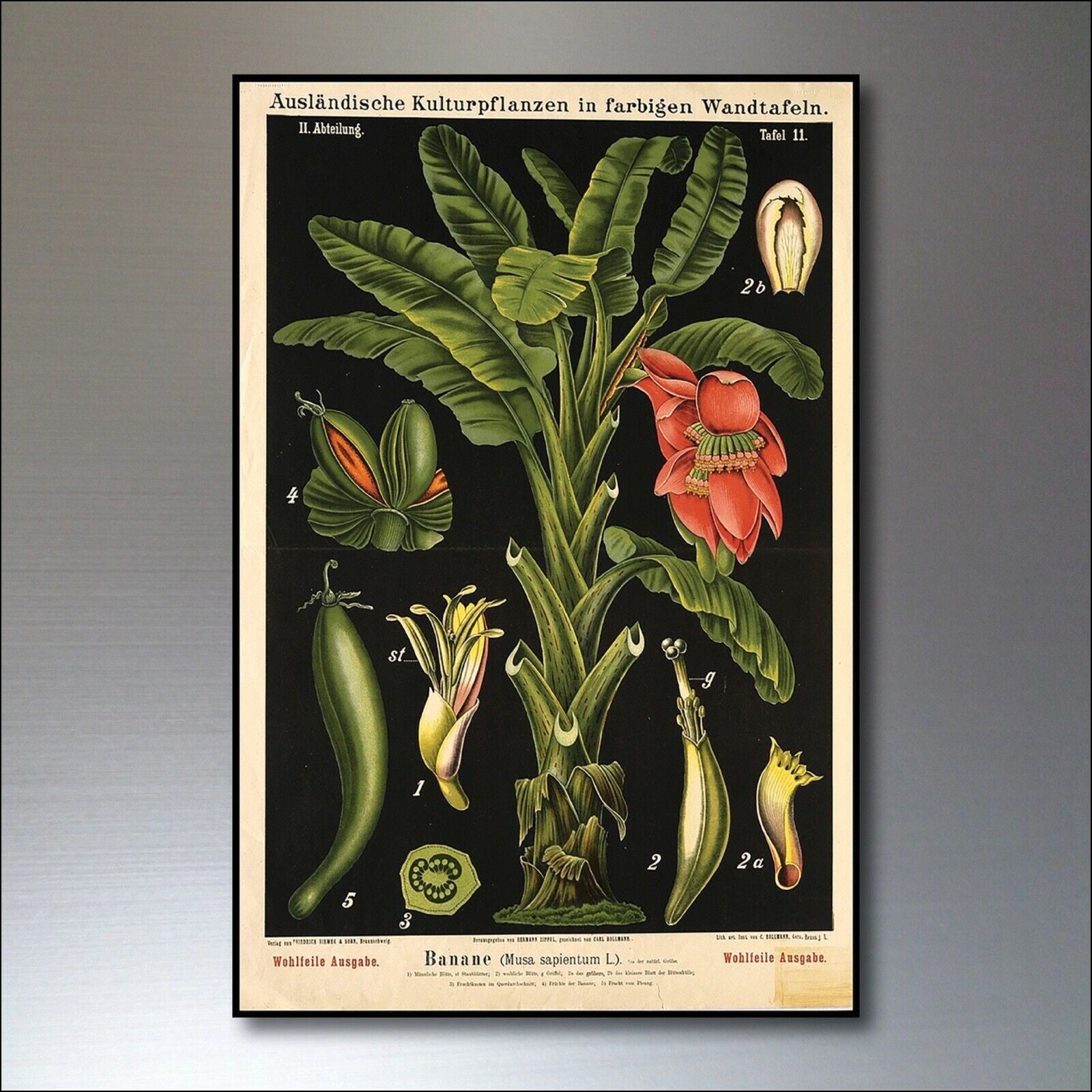 Set of 8 vintage Victorian botanical illustration fridge magnets by Scientific, featuring detailed plant sketches on a white background.