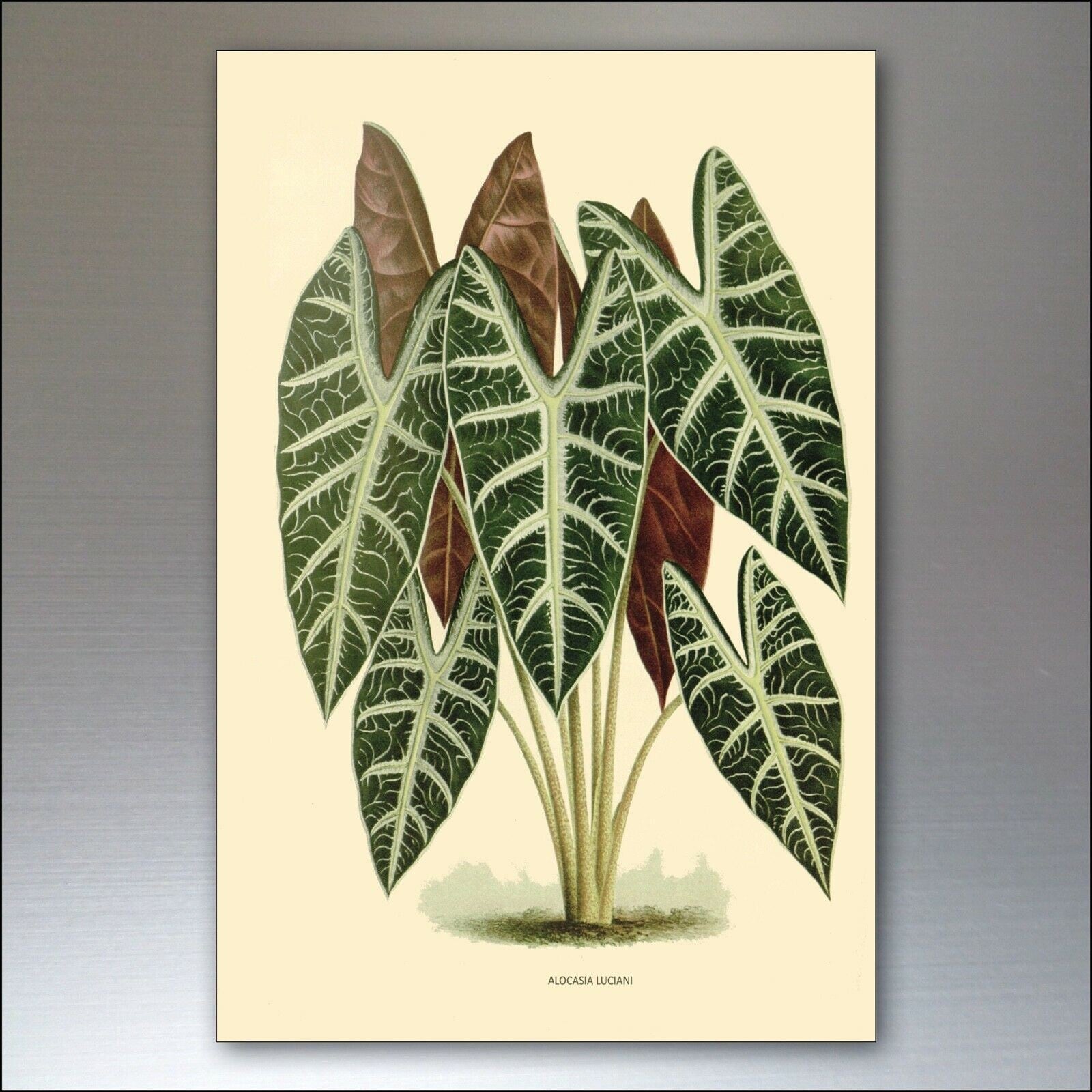 Set of 8 vintage Victorian botanical illustrations fridge magnets, featuring detailed floral and plant designs.