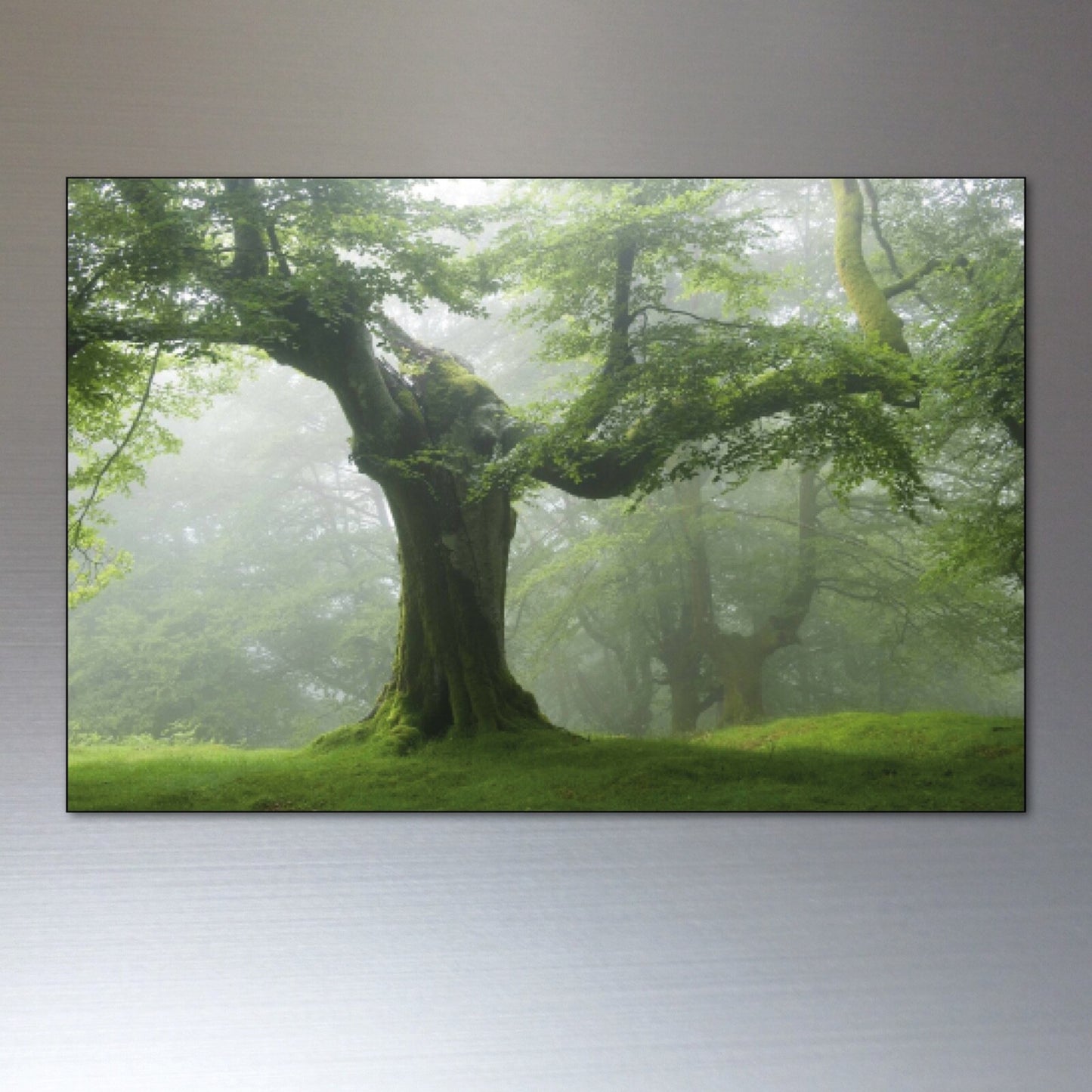 Set of 8 ancient woodland and meadow-themed decorative fridge magnets, featuring detailed natural tree and meadow illustrations.