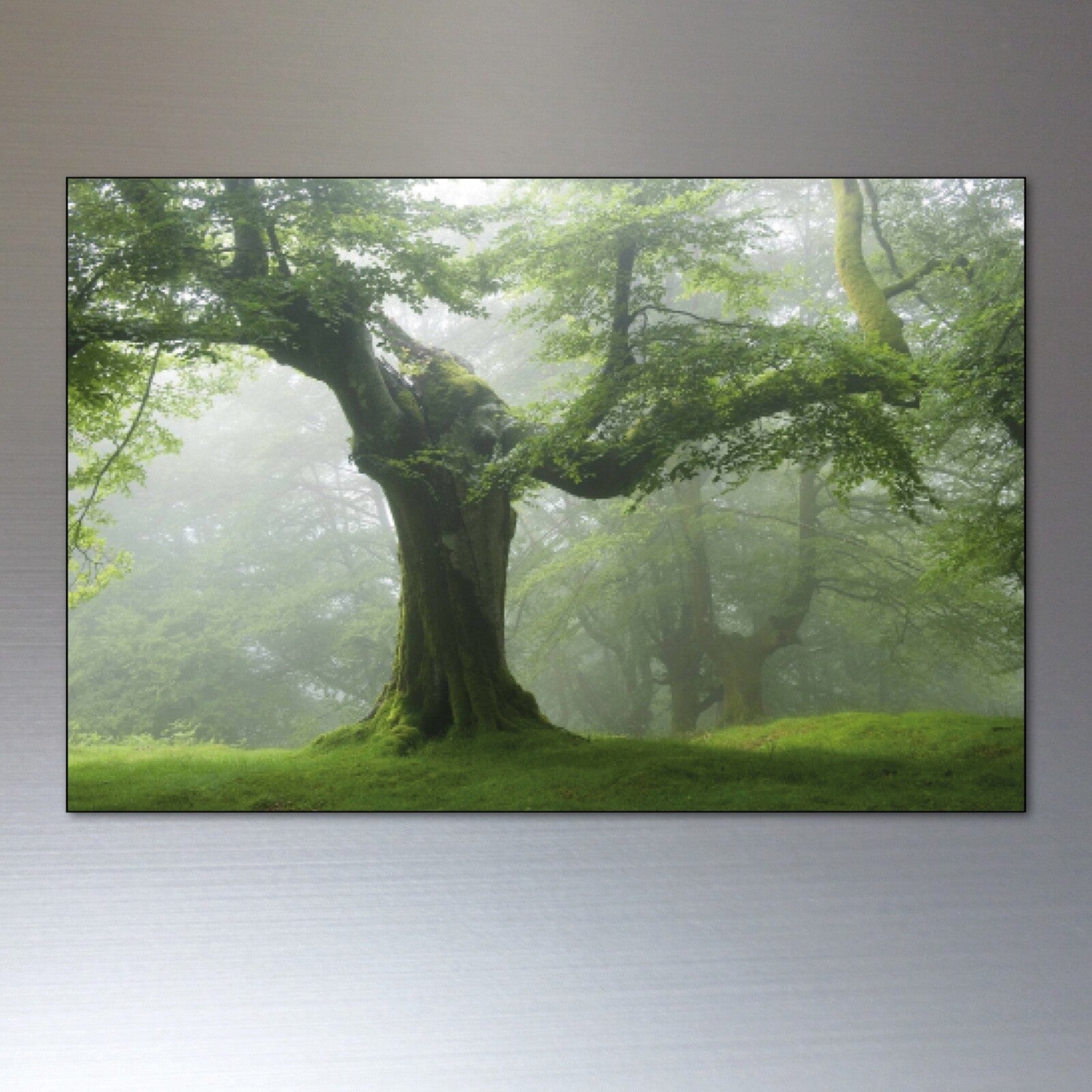 Set of 8 ancient woodland and meadow-themed decorative fridge magnets, featuring detailed natural tree and meadow illustrations.