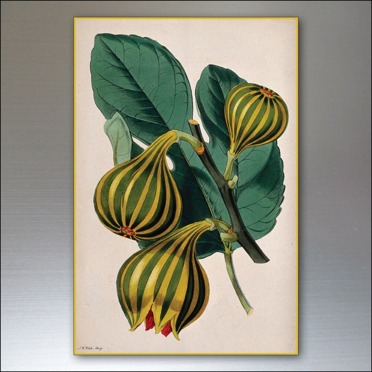 Set of 8 vintage Victorian botanical illustration fridge magnets, featuring detailed floral and plant designs.