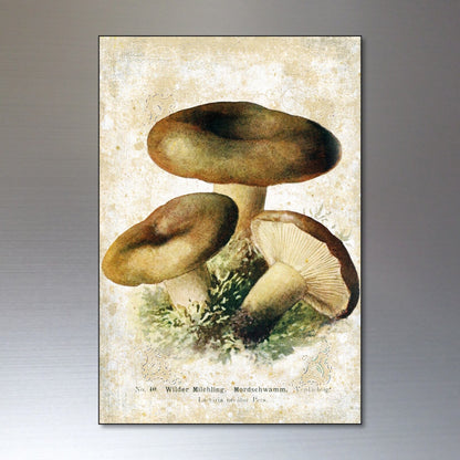 Set of 8 vintage Victorian mushroom illustration magnets featuring detailed foraging and pagan-inspired botanical designs.