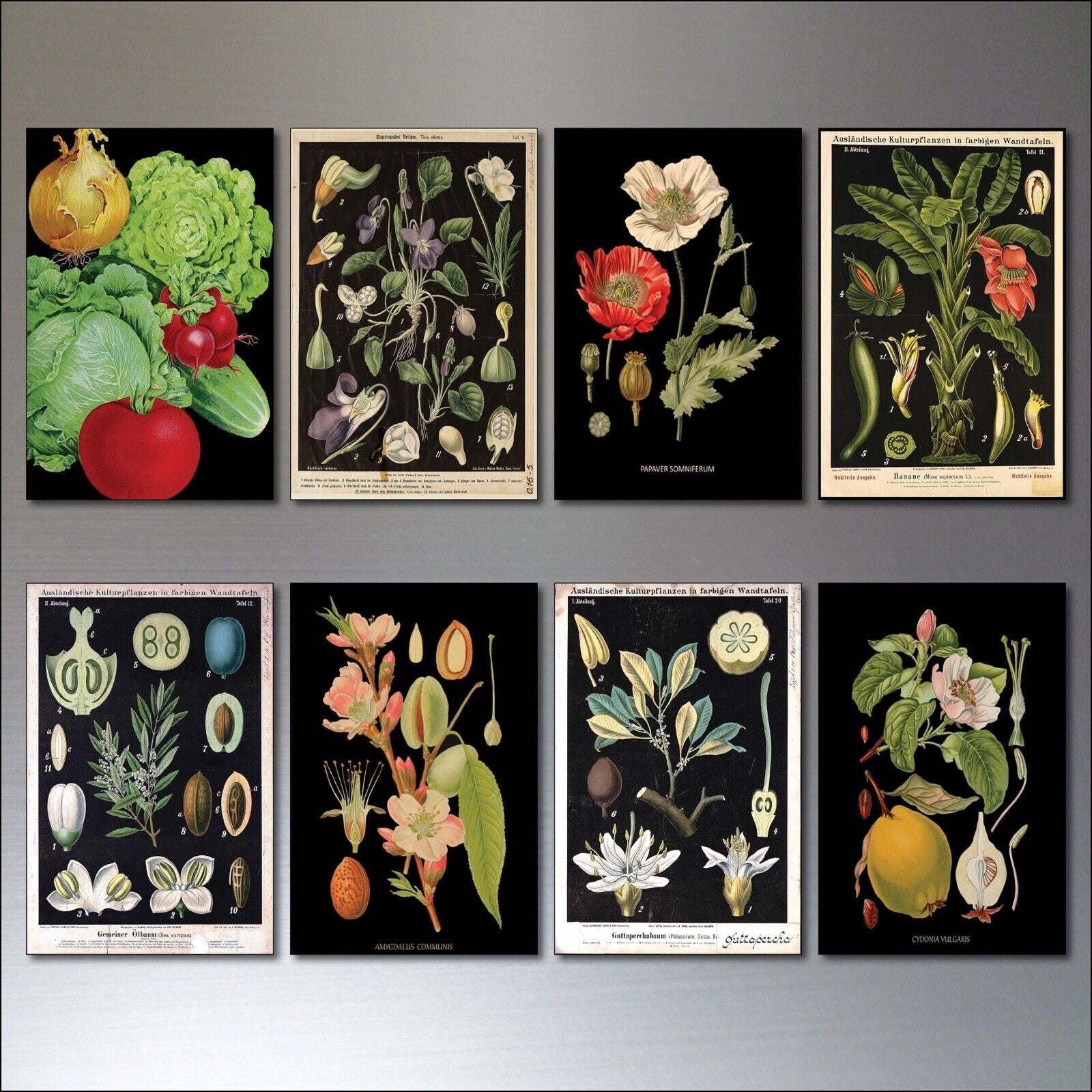 Set of 8 vintage Victorian botanical illustration fridge magnets by Scientific, featuring detailed floral and plant images.