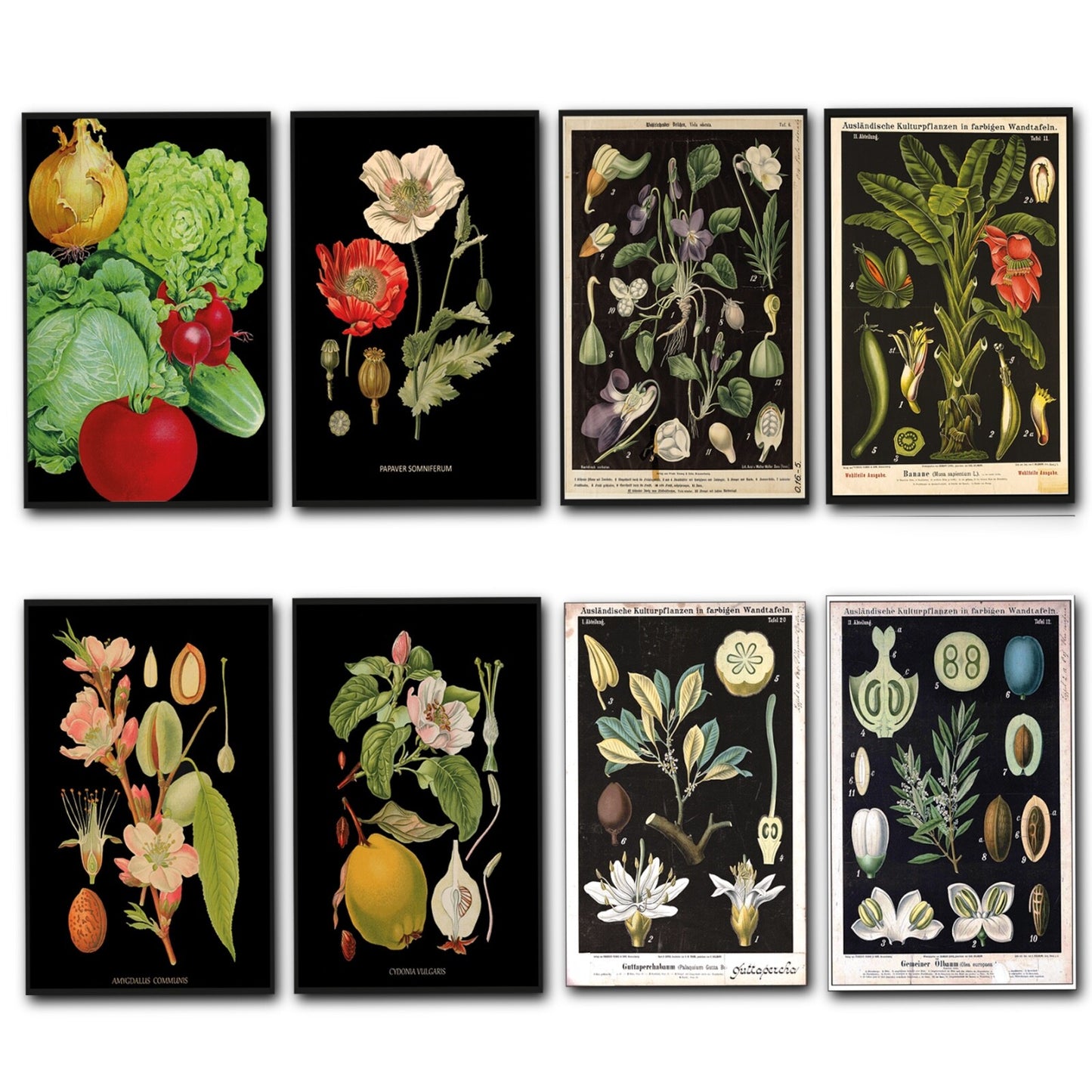 Set of 8 vintage Victorian botanical illustration fridge magnets by Scientific, featuring detailed plant designs on magnetic backing.