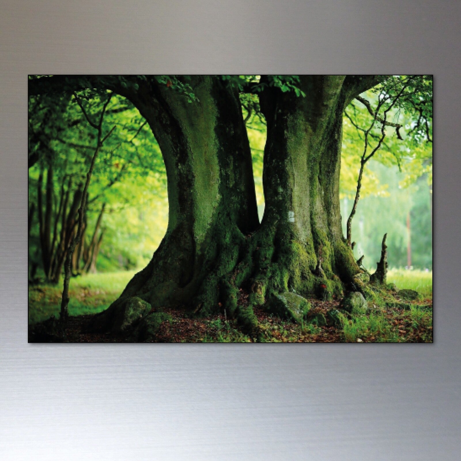 Set of 8 decorative fridge magnets featuring ancient woodland trees and meadows, ideal for kitchen decor and refrigerator embellishment.