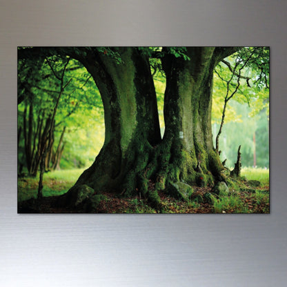 Set of 8 decorative fridge magnets featuring ancient woodland trees and meadows, ideal for kitchen decor and refrigerator embellishment.