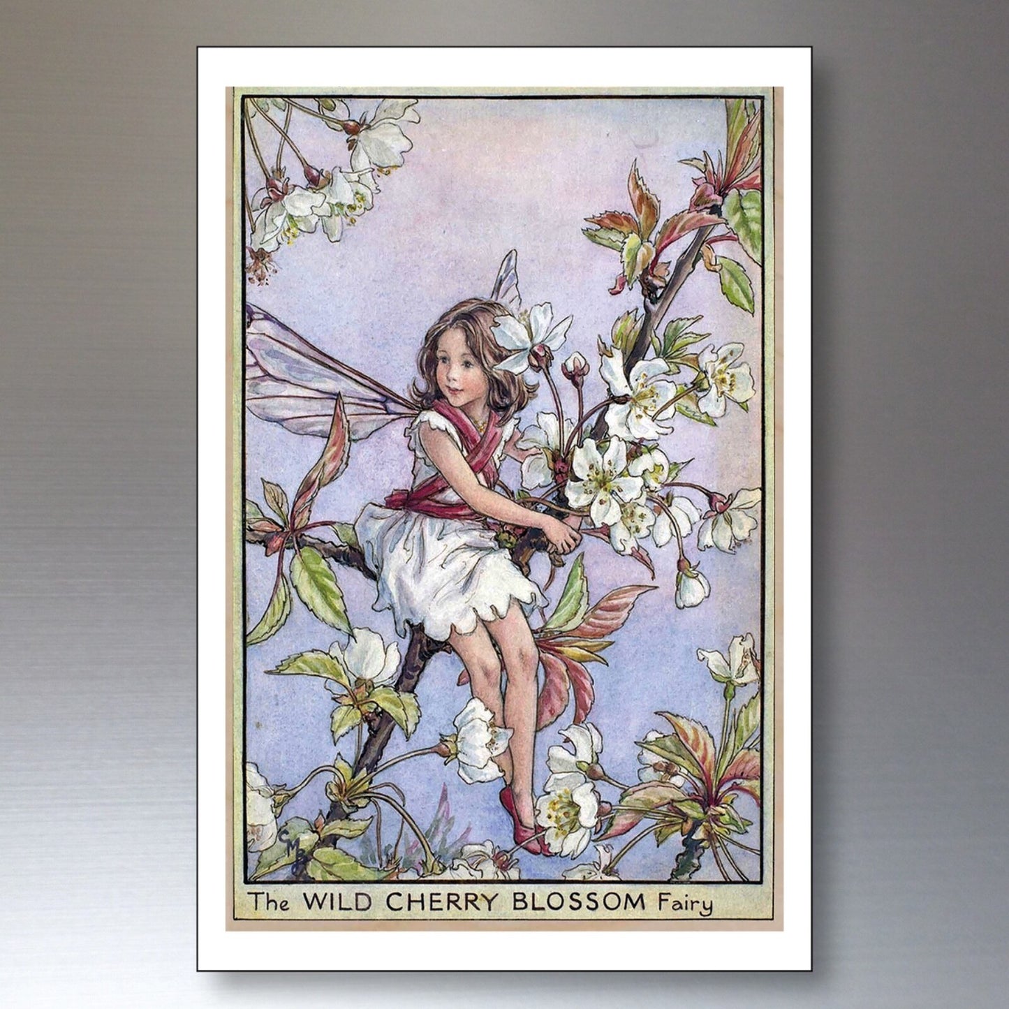 Set of 8 vintage fairy Victorian illustration garden fairies fridge magnets featuring decorative fairy images on metal magnets.
