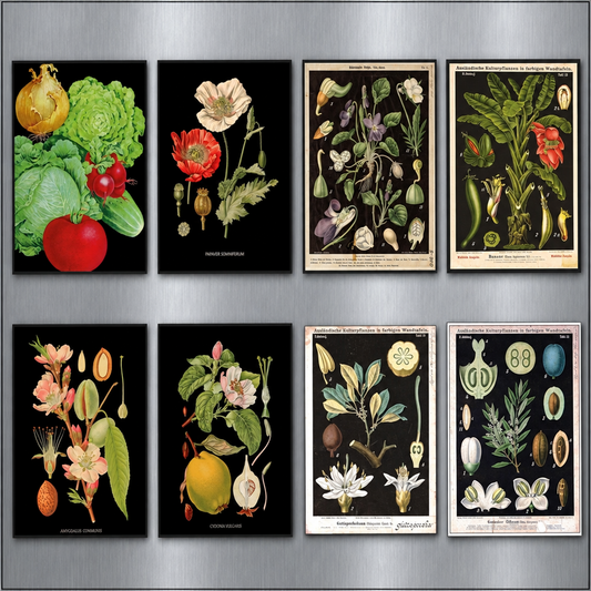 Victorian Botanical Scientific Illustration Vintage Fridge Magnets | Set of 8 | Art Gift | No.2