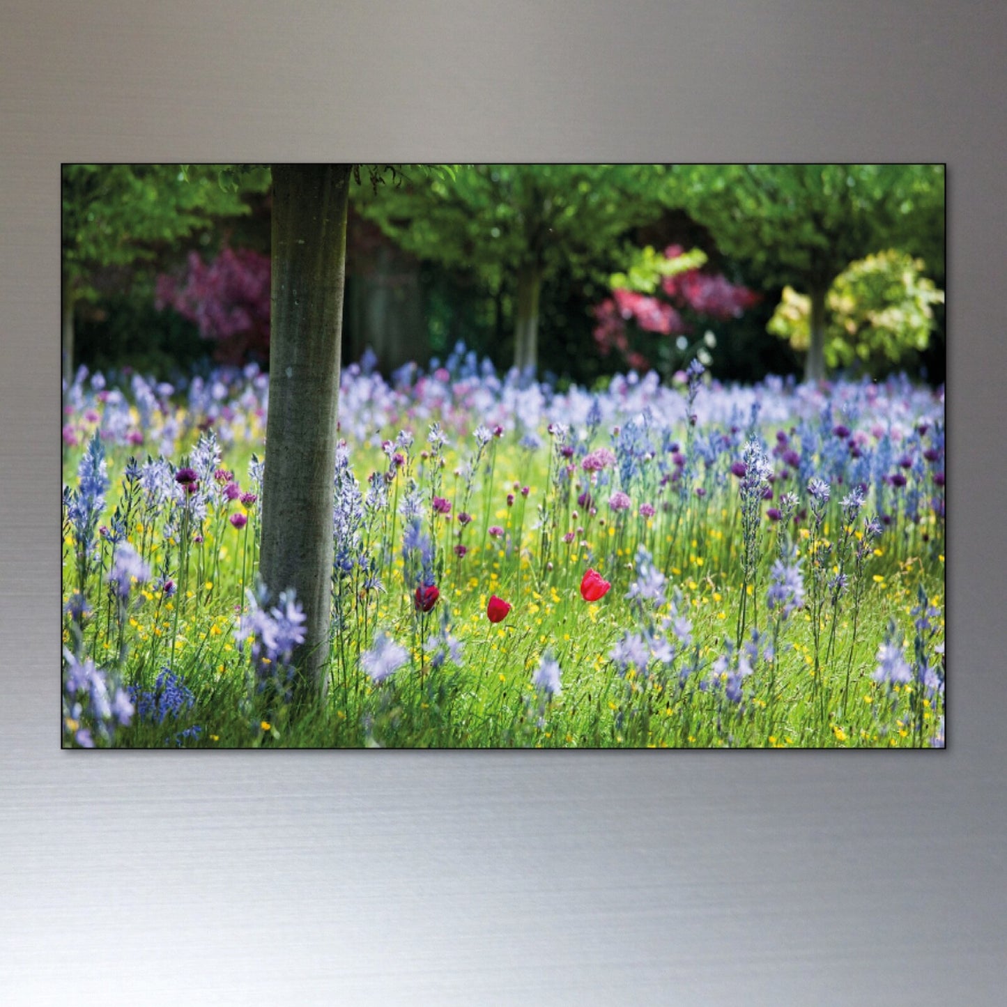 Set of 8 unbranded fridge magnets featuring ancient woodland trees and meadows, decorative nature-themed magnets for refrigerators.