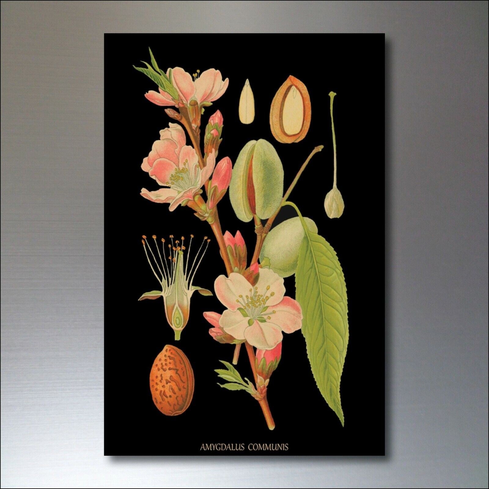 Set of 8 vintage Victorian botanical illustrations fridge magnets by Scientific, featuring detailed floral and plant images.