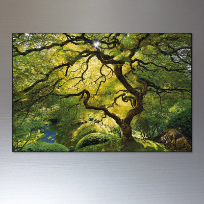 Set of 8 ancient woodland and meadow-themed fridge magnets featuring detailed tree and meadow designs, decorative and natural style.