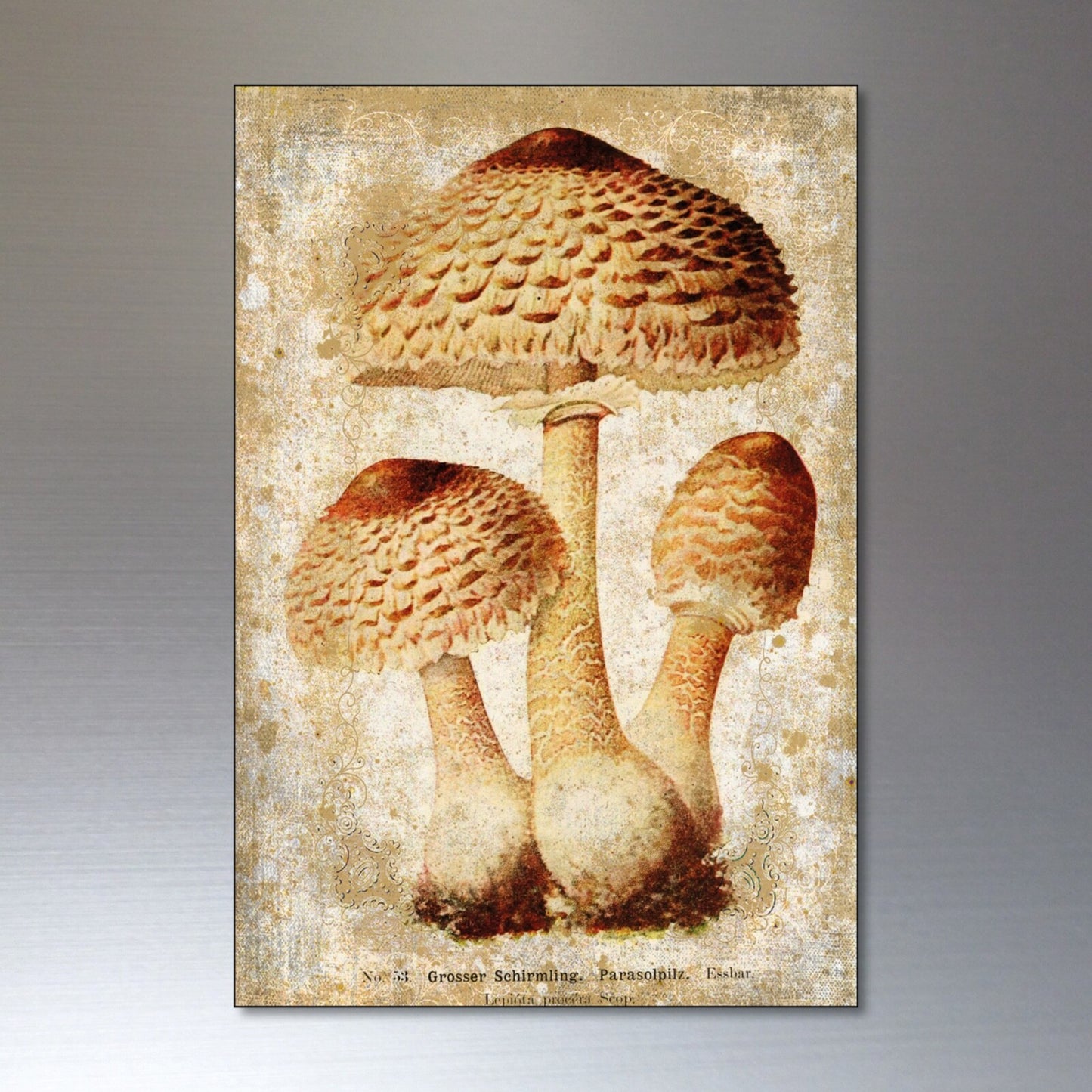 Set of 8 vintage Victorian mushroom illustration magnets for foraging and pagan decor, featuring detailed botanical artwork.