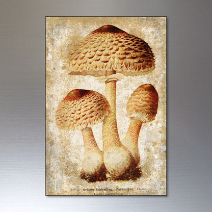Set of 8 vintage Victorian mushroom illustration magnets for foraging and pagan decor, featuring detailed botanical artwork.