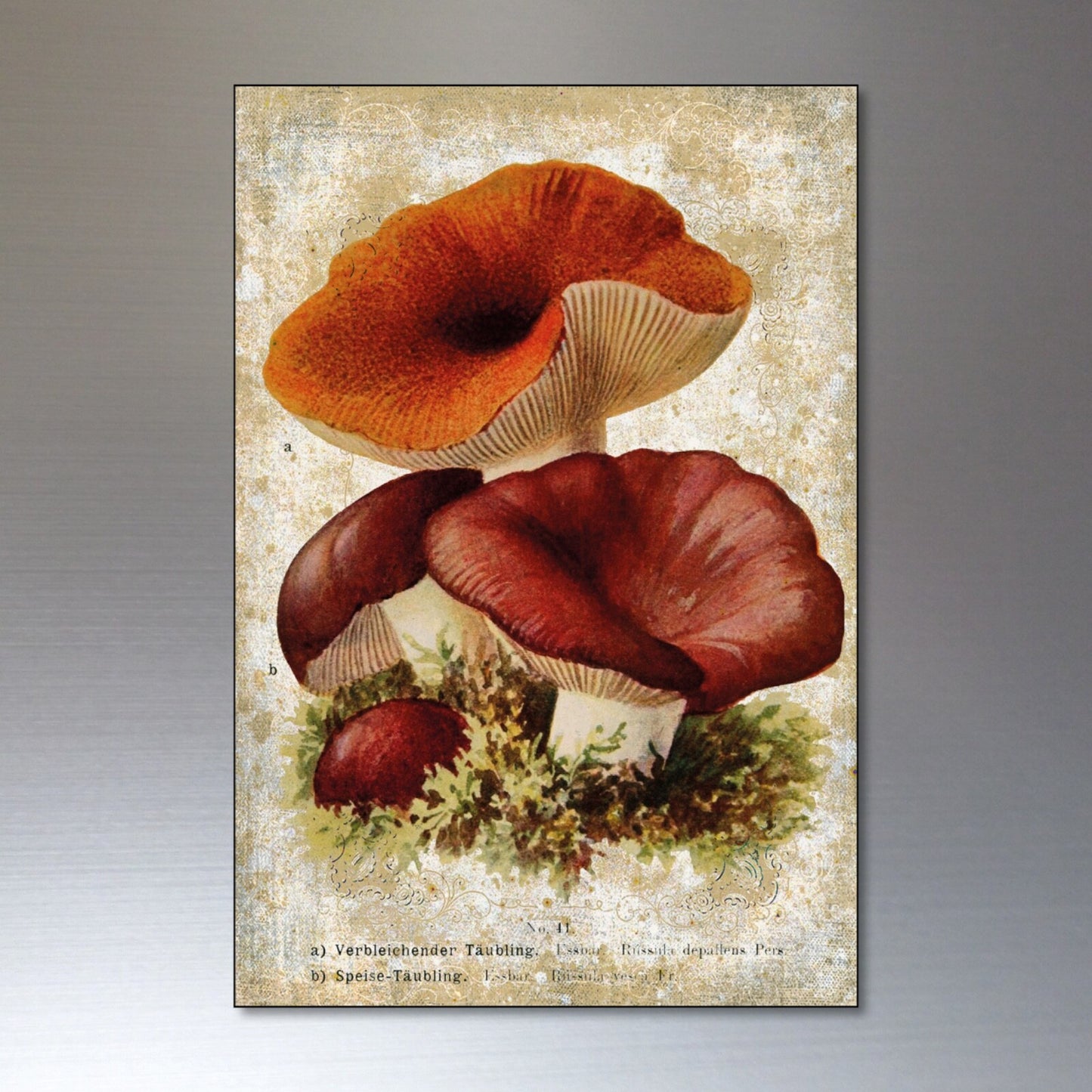 Set of 8 vintage Victorian mushroom illustration magnets, perfect for foraging or pagan-themed decor.