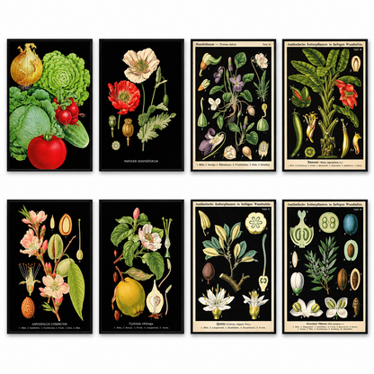 Victorian Botanical Scientific Illustration Vintage Fridge Magnets | Set of 8 | No.2
