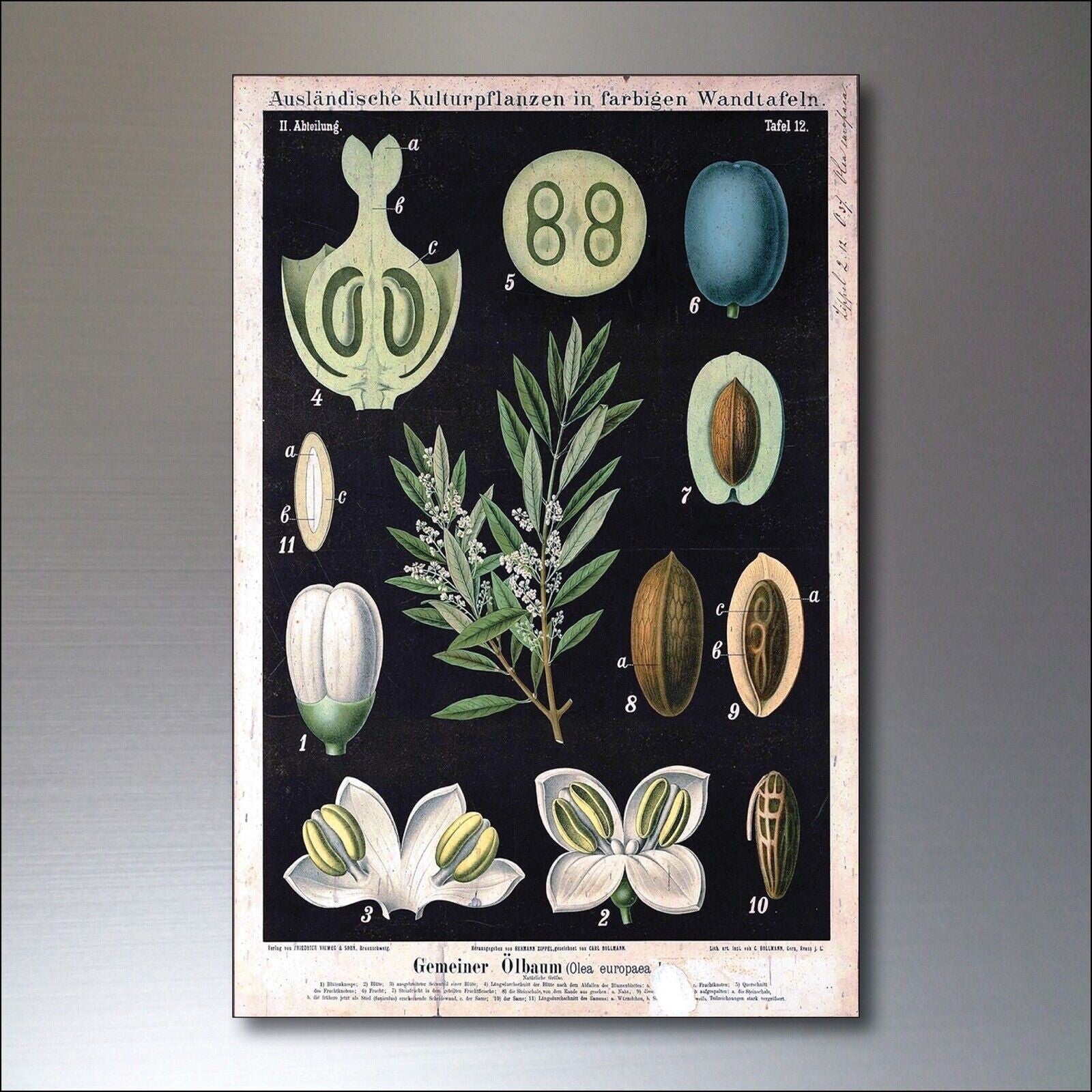 Set of 8 vintage Victorian botanical illustration fridge magnets by Scientific, featuring detailed plant images on metal surfaces.