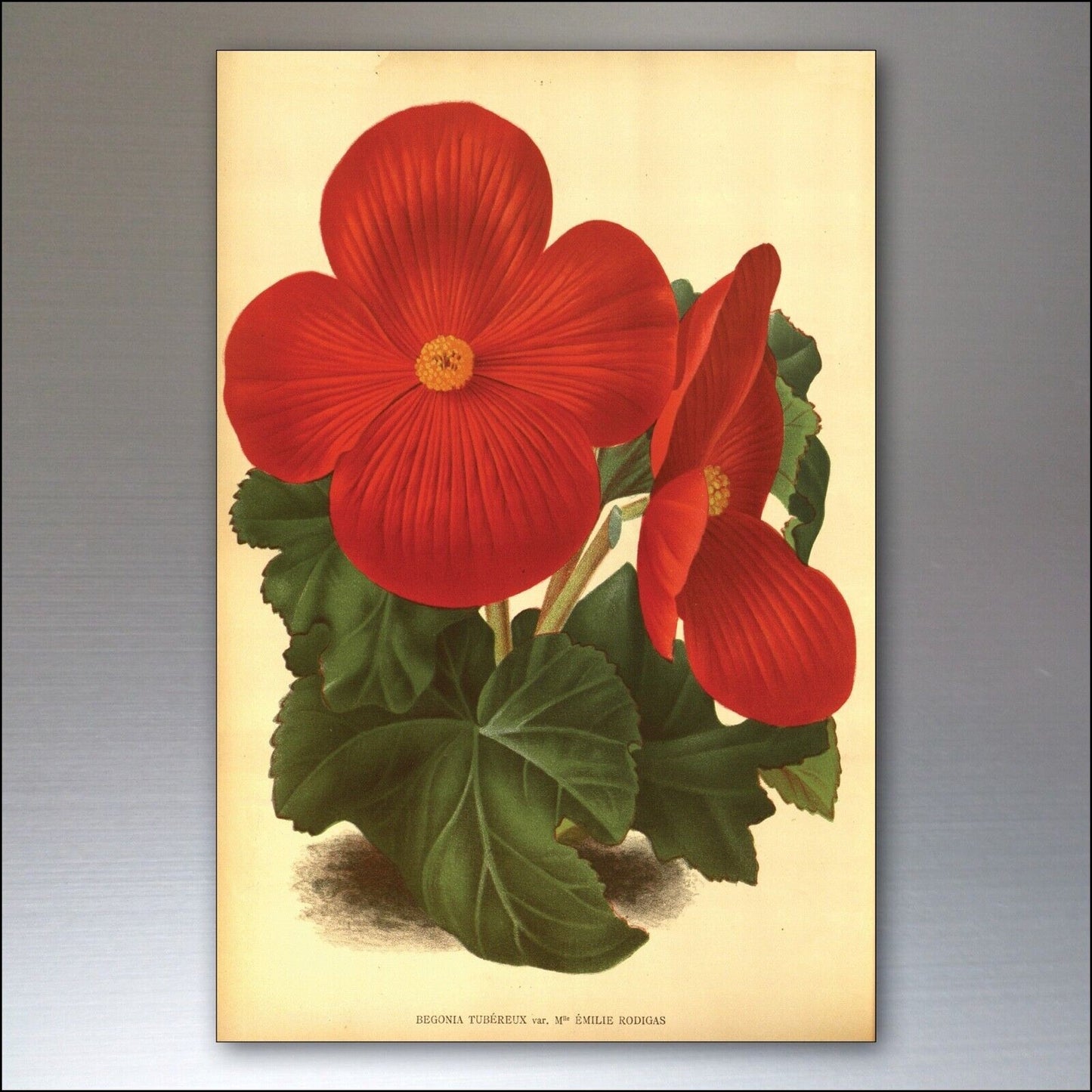 Set of 8 vintage Victorian botanical illustration fridge magnets, featuring detailed floral and plant designs for decorative use.