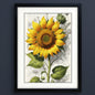 Framed botanical art print featuring a large yellow sunflower with green leaves on a white and gray vintage-style background, enclosed in a black frame.