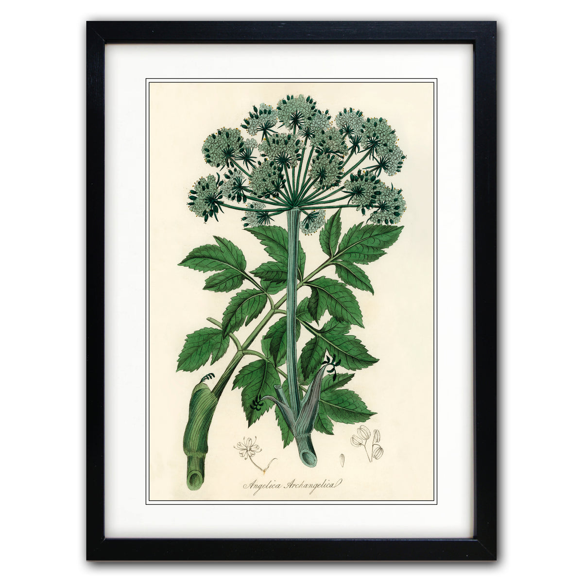 A framed botanical art print featuring a vintage-style illustration of Angelica retusa, with green leaves and a cluster of small flowers on an aged cream background, enclosed in a black frame with a white mat.