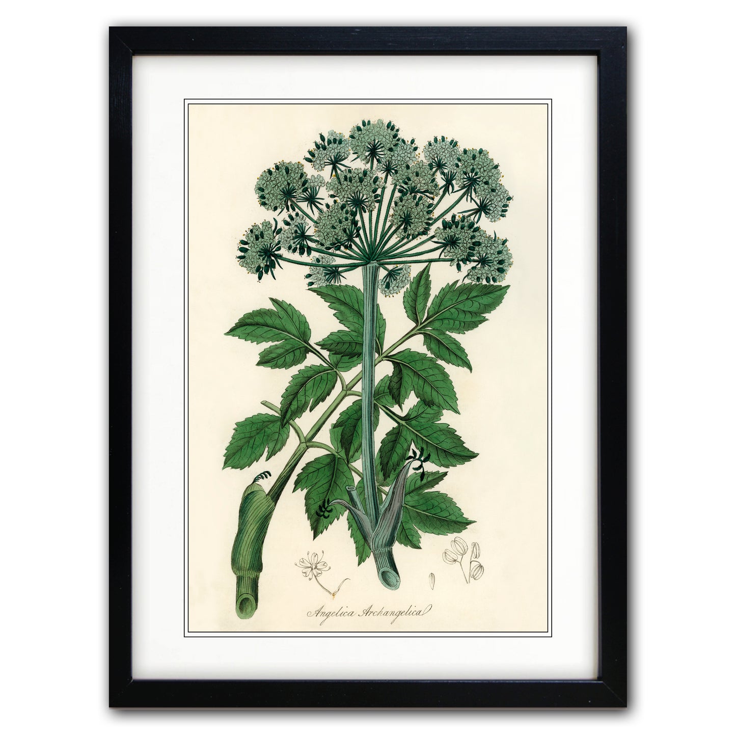 Victorian Botanical Scientific Plant Detail Illustration | A3 Print | No.1