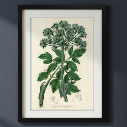 A framed botanical art print of a green herb stem with leaves and clustered flowers on an off-white background, shown hanging against a dark gray wall.