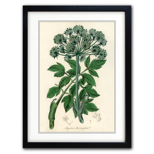 Victorian Botanical Scientific Plant Detail Illustration | A3 Print | No.1