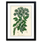 Victorian Botanical Scientific Plant Detail Illustration | A3 Print | No.1