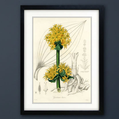 A framed botanical art print of a yellow flower with green leaves, shown against a dark gray wall. The print features vintage-style scientific illustrations and is enclosed in a black frame with a white mat.
