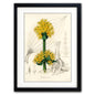 Victorian Botanical Scientific plant detail illustration | A3 Print | No.2